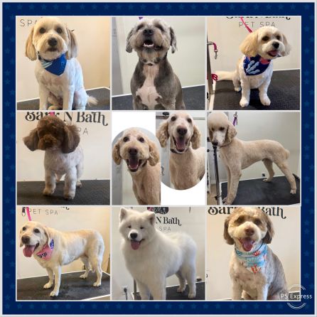 We love Dogs!