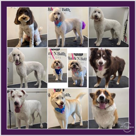 Sweet pups!